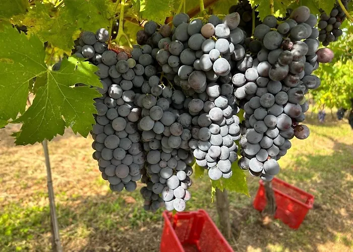 15 Minuti Da Arena Di Verona Dimora Valpantena *